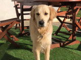 Golden Retriever disponible pour saillie