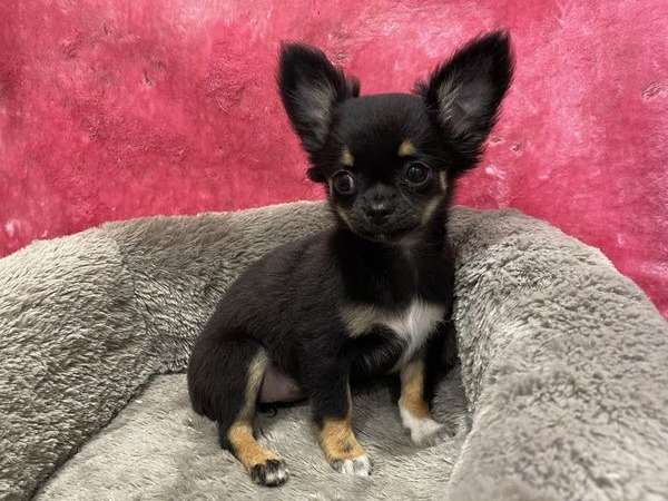 2 chiots type Chihuahua non LOF nés en juillet 2021 à recueillir