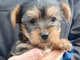 5 chiots Yorkshire tricolores nés en septembre 2021 non LOF à réserver