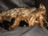 5 chiots Yorkshire tricolores nés en septembre 2021 non LOF à réserver