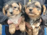 5 chiots Yorkshire tricolores nés en septembre 2021 non LOF à réserver