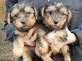 5 chiots Yorkshire tricolores nés en septembre 2021 non LOF à réserver