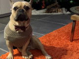 Bouledogue Français disponible pour saillie