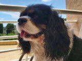 Cavalier King Charles Spaniel disponible pour saillie