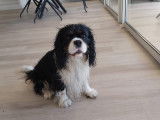 Cavalier King Charles Spaniel disponible pour saillie