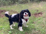 Cavalier King Charles Spaniel disponible pour saillie