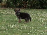 À vendre : Deux chiots femelles Berger allemand tricolores LOF