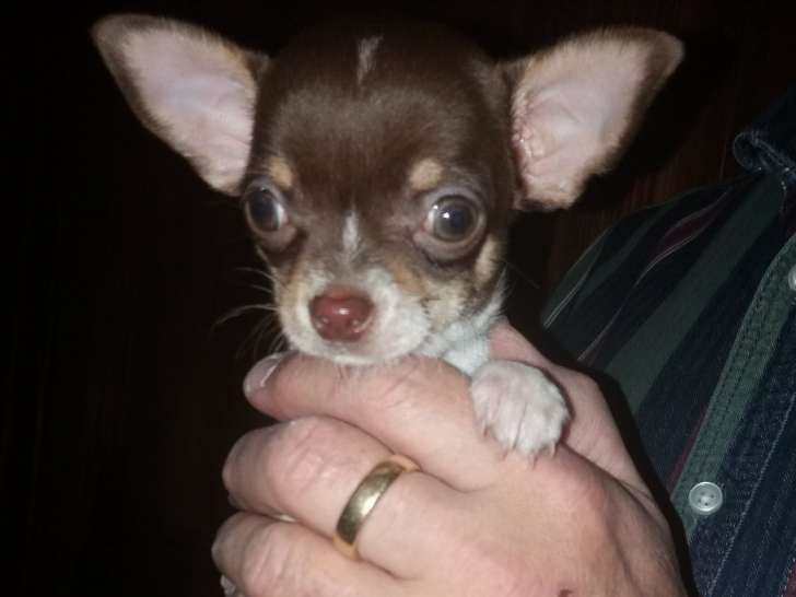 Chiot Chihuahua mâle chocolat à vendre