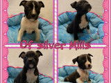 Chiots American Staff LOF à vendre