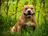 Chien adulte de race American Bully Mâle à vendre
