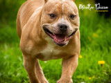 Chien adulte de race American Bully Mâle à vendre