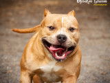 Chien adulte de race American Bully Mâle à vendre