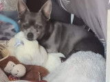 De type Chihuahua disponible pour saillie