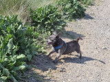 De type Chihuahua disponible pour saillie