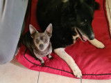 De type Chihuahua disponible pour saillie