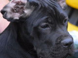 Chiots Cane Corso LOF à vendre