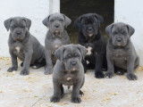 Chiots Cane Corso LOF à vendre