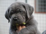 Chiots Cane Corso LOF à vendre