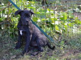 Chiots Cane Corso LOF à vendre