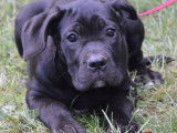 Chiots Cane Corso LOF à vendre