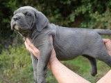 Chiots Cane Corso LOF à vendre