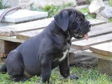 Chiots Cane Corso LOF à vendre