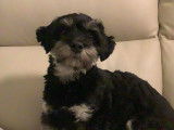 Mâle Bichon Havanais disponible pour saillie