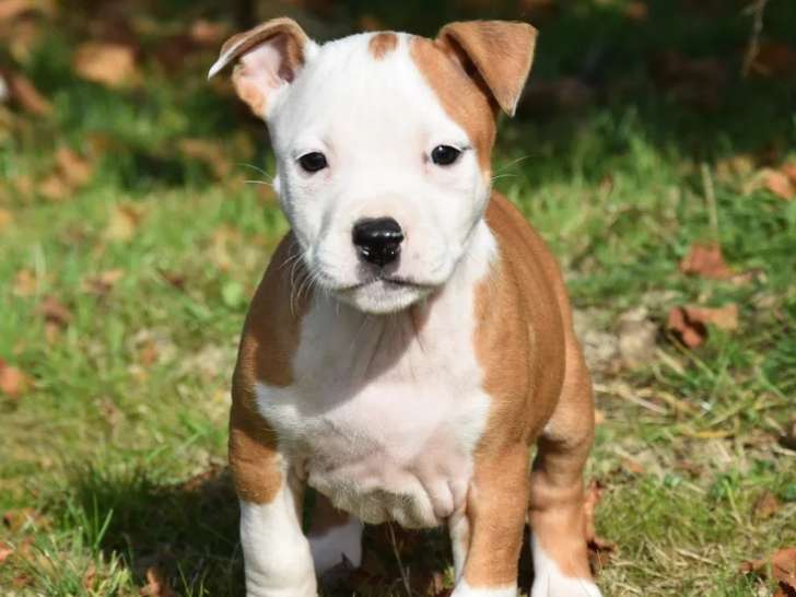 À vendre, chiots American Staffordshire Terrier (LOF)