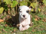 À vendre, chiots American Staffordshire Terrier (LOF)