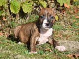À vendre, chiots American Staffordshire Terrier (LOF)