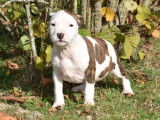 À vendre, chiots American Staffordshire Terrier (LOF)