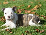 À vendre, chiots American Staffordshire Terrier (LOF)
