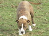 À vendre, chiots American Staffordshire Terrier (LOF)
