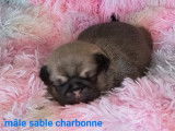 À vendre, quatre chiots Carlin Exotique (non LOF)