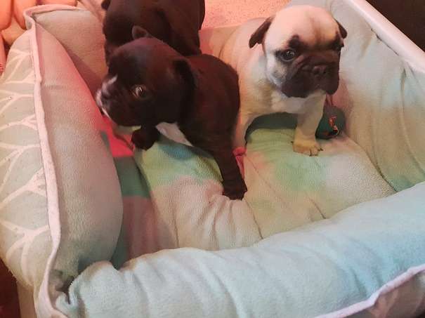 Chiots Bouledogue Français non-LOF à réserver