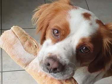 Adoption d’un chien Epagneul Français feu et blanc âgé de trois ans (non LOF)