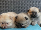 Chiots Spitz Allemand non-LOF à réserver
