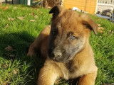 À vendre, cinq chiots Malinois marron (LOF)