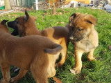 À vendre, cinq chiots Malinois marron (LOF)