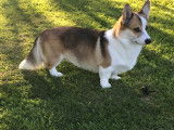 Welsh Corgi Pembroke disponible pour saillie