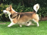 Welsh Corgi Pembroke disponible pour saillie