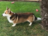 Welsh Corgi Pembroke disponible pour saillie