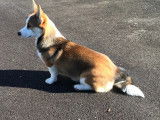 Welsh Corgi Pembroke disponible pour saillie