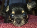 À réserver, deux chiots Chihuahua mâles (non LOF)