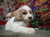 Chiots de race Bichon Maltais 2 mâles 2 femelles à réserver de septembre 2021