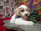 Chiots de race Bichon Maltais 2 mâles 2 femelles à réserver de septembre 2021