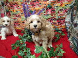 Chiots de race Bichon Maltais 2 mâles 2 femelles à réserver de septembre 2021