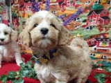 Chiots de race Bichon Maltais 2 mâles 2 femelles à réserver de septembre 2021