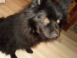 M&acirc;le adulte de type Spitz Allemand non LOF robe noire 7 ans &agrave; l'adoption