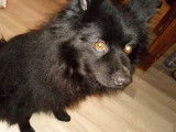 M&acirc;le adulte de type Spitz Allemand non LOF robe noire 7 ans &agrave; l'adoption